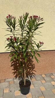 Krásny oleander cyklaménovej farby - 4