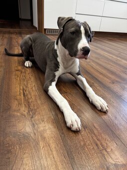 Americký Staford Amstaff Stafordšírsky teriér Fenka - 4