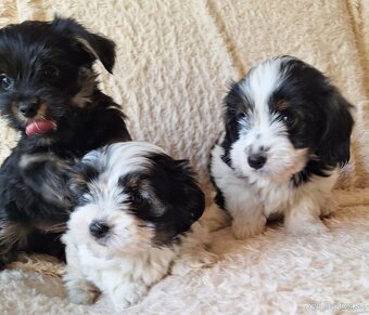 Yorkšhir,york,yorkšhirsky terier - 4