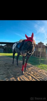 prípúštanie Appaloosa žrebcom - 4