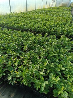Vavrínovca (Prunus NOVITA p9 0.95 EURO - 4
