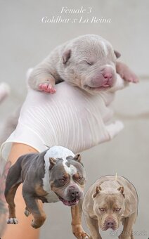 ŠTENIATKA AMERICAN BULLY XL/XXL - 4