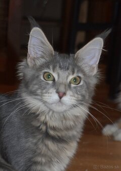 Mainská mývalia mačka - mačiatka Maine coon s PP - Goldie - 4