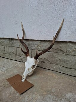 Úprava trofejí - 4