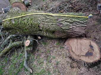 Orechové drevo – kvalitný, hrubý kmeň - 4