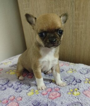 Čivava mini sučka krátkosrsta - 4