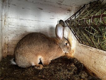 Belgický obor-4.Samička - 4