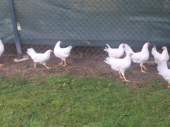 Leghorn - 4