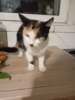 mačka - 4