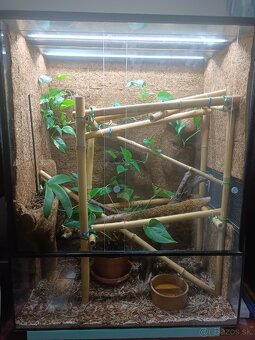 Terarium - 4