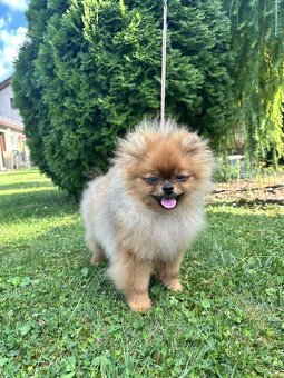 Pomeranian s PP , chovatelská stanica Nucháčik Poms - 4