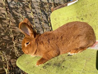 Novozélandské červené - 4