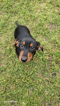 Jazvecik kratkosrsti. - 4