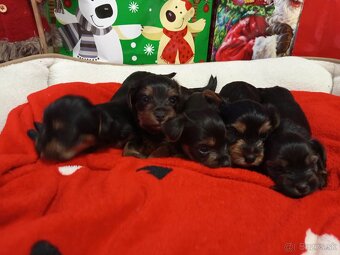 Yorkshirsky terier - 4