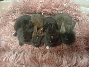 Zakrslé zajačiky - 4