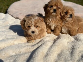 Maltipoo - 4