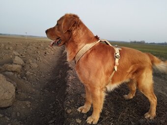 Zlatý retriever na krytie párenie pre krásne šteniatka:) - 4
