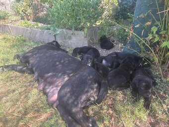 Cane Corso - 4
