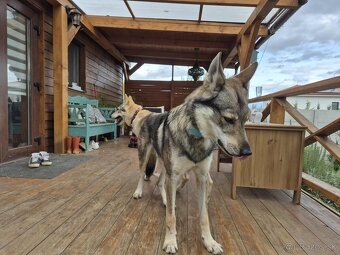 Československý vlčiak šteniatka s PP - 4