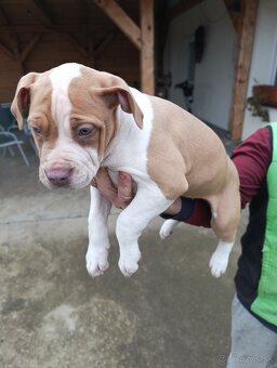 American Bully XL - 4