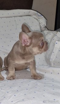 Francúzsky Buldoček - 4