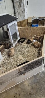 Morské prasiatko - 4