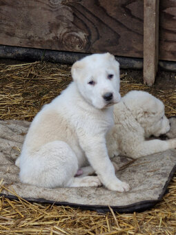 Stredoázijský ovčiak SAO s PP - 4