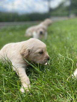 Zlatý retriever - 4
