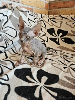Sphynx - 4