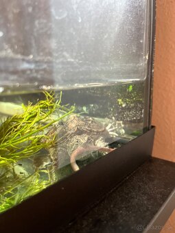 Vymenim kajmanku dravú - 4