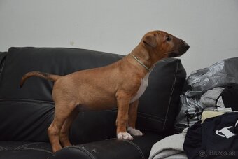 Standard bullterrier ihneď k odberu - 4