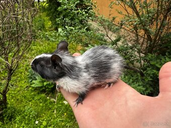 Osmák Degu- Pied Black - 4