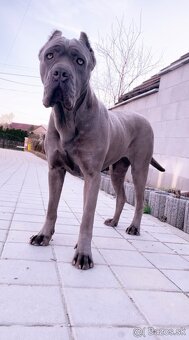 Americký bandog - 4