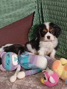 Cavalier, kavalier, cavalier king charles spaniel - 4
