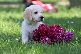 Zlatý retriever/ Golden retriever - 4