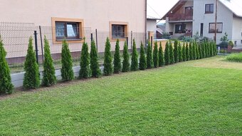Tuja Smaragd, vavrínovec, červienka - Dolný Kubín, Ružombero - 4