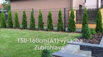 Tuja Smaragd, vavrínovec, červienka - Dolný Kubín, Ružombero - 4