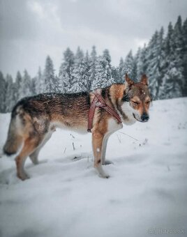 Československý vlčiak - 4