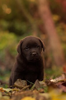 Labrador retriever s PP , Labradorsky retriever - 4
