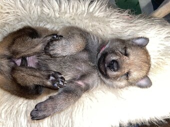 Československý vlčiak šteniatka s PP - 4