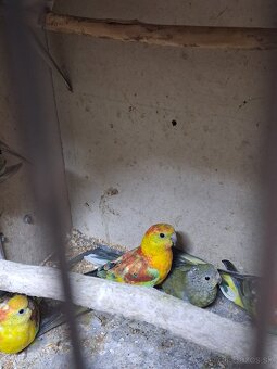 Papagaje spevave - 4