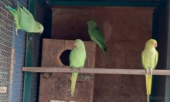 Predám papagájov: - 4