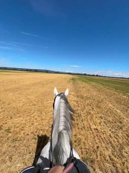 8.r valach Prince, skoky 100cm, vychadzky - 4