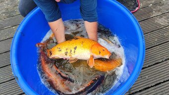 koi kapre predaj - 4