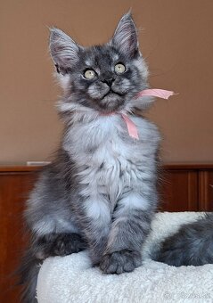 Maine coon,  mainská mývalia s PP - 4