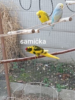 Predám kakarikov - 4