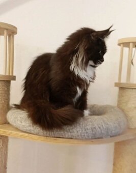 Maine Coon s PP - 4