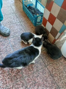 Darujem Mačiatka - 4