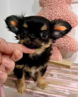 Čivava s PP ( fenka Matilda ) - 4