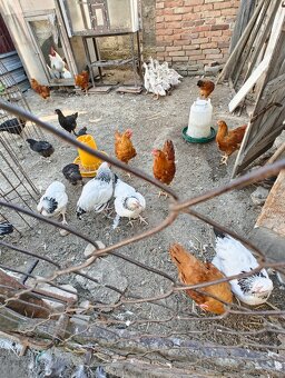 Nosnice 6 mesačne - 4